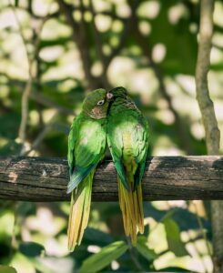 Two green parakeets preening each other on a branch, showcasing their vibrant plumage in a sunny, natural setting.