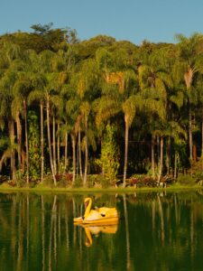 A yellow swan paddle boat floats on a calm, green lake with reflections of palm trees and lush tropical foliage along the shore.